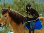 Dog and horse