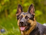 German shepherd