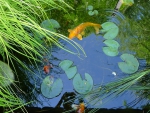 fish pond