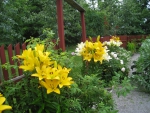 Lillies in the garden