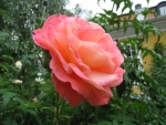 A Rose