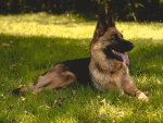 German shepherd