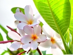 SPRING WHITE PLUMERIA