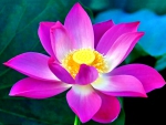 BEAUTIFUL BUDDHA LOTUS