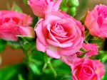 BEAUTY IN PINK ROSE