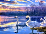 SWANS AT THE SUNSET