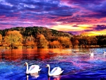 SWANS AT LAKE SUNSET