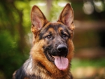 German shepherd