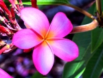 PINK PLUMERIA BEAUTY