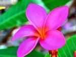 PLUMERIA BEAUTY