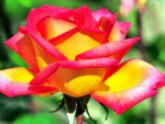 BEAUTIFUL ROSE
