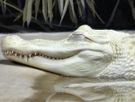 Albino Alligator