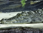 Crocodile