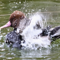 Pochard Triumphant