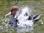 Pochard Triumphant