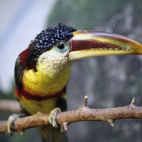 Bill the Toucan
