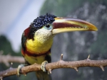 Bill the Toucan