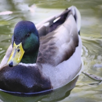 Handsome Mallard