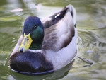 Handsome Mallard