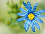Blue Flower