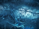 Neurons