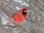 Male Cardinal