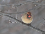 Female Cardinal