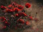 Poppies