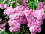 Bunch of Pink Roses