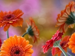 Gerberas 3D