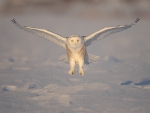 White Owl
