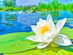 WHITE WATER LILY