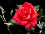 WATERDROPS on RED ROSE