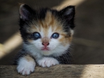 Kitten