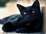 BEAUTIFUL BLACK CAT