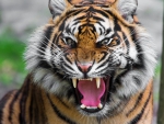 growled tiger
