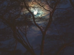 "Moonlit night".....