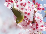 SILVEREYE ON CHERRY BLOSSOMS