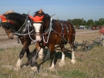DRAFT HORSES PLOUGHING