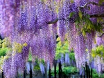 Wisteria