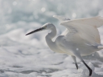Little Egret