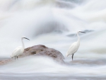 Snowy Egrets