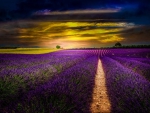 Sunset on Lavander