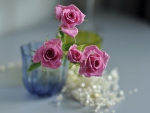 Beautiful Pink Roses