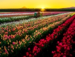 Tulips field at sunrise