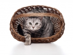 Cat in basket