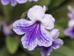 Streptocarpus x hybridus Voss