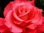 RED ROSE BEAUTY