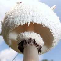 mushroom
