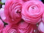 Pink Ranunculus